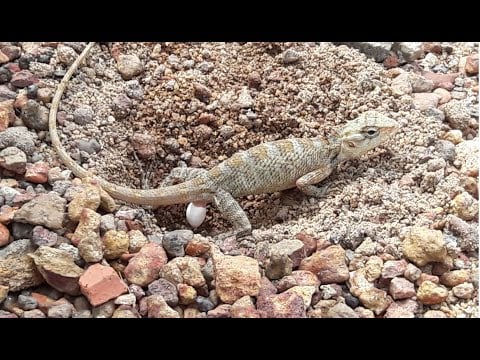 Lizard laying eggs _ Lizard eggs