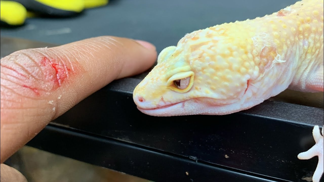 How much does a Leopard Gecko BITE hurt (Blood)