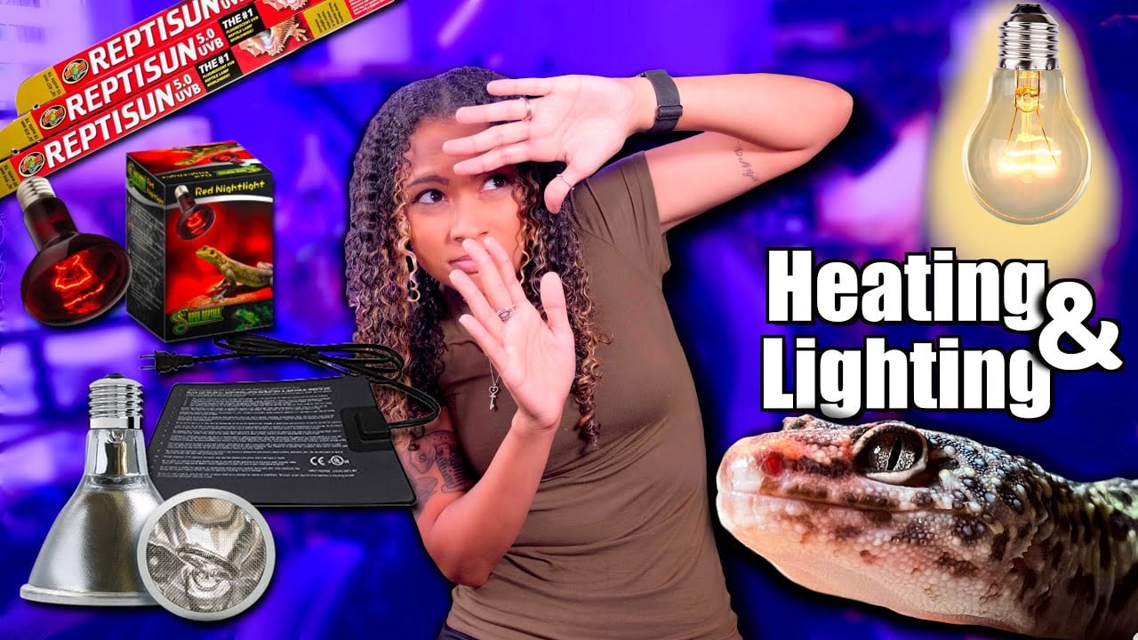 Leopard Gecko Heating and Lighting Guide