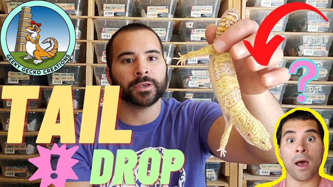 Do leopard GECKOS drop their TAILS | reasons | how to HOLD leopard geckos by their TAILS | (2021)