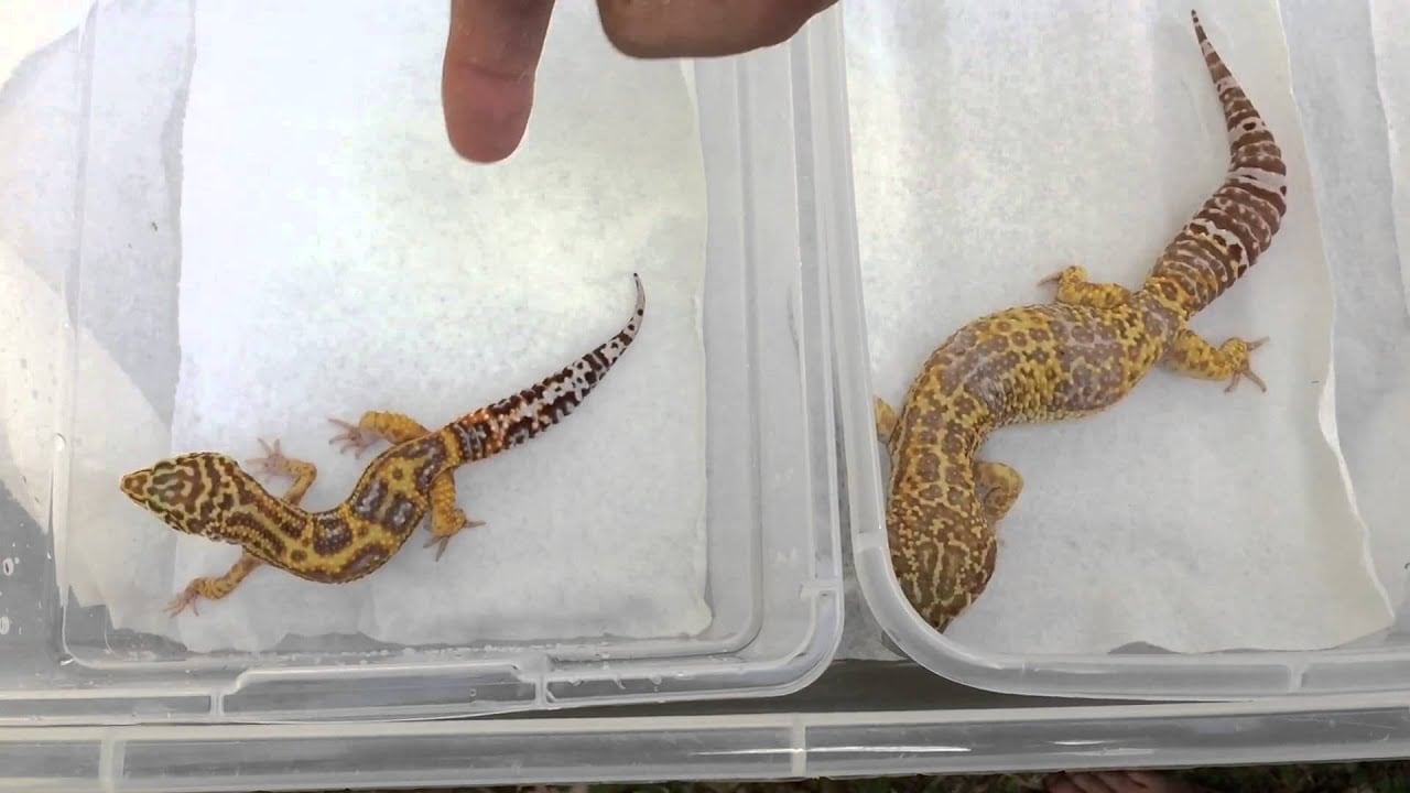 Super Giant Leopard Gecko Or Normal Size