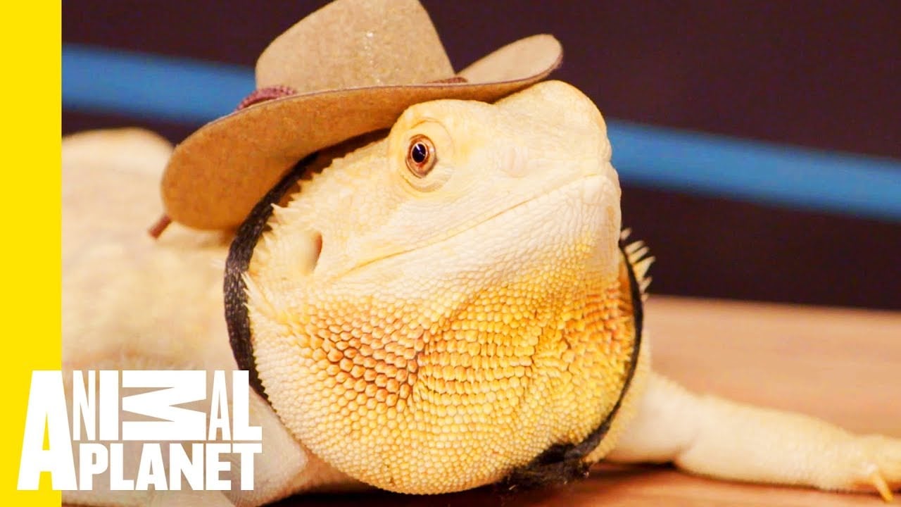 How To Take Care Of Your Reptile