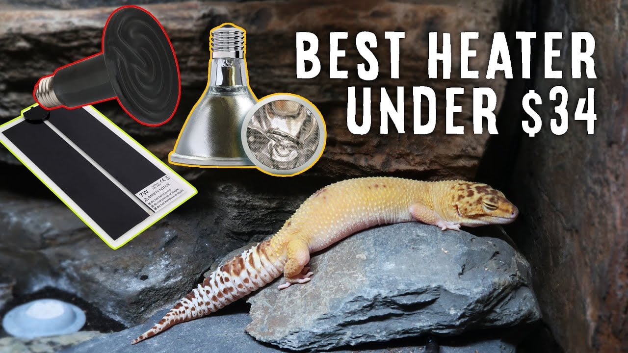 Heat Mat vs Ceramic Heat Emitter vs Deep Heater Project | WHAT'S BEST?