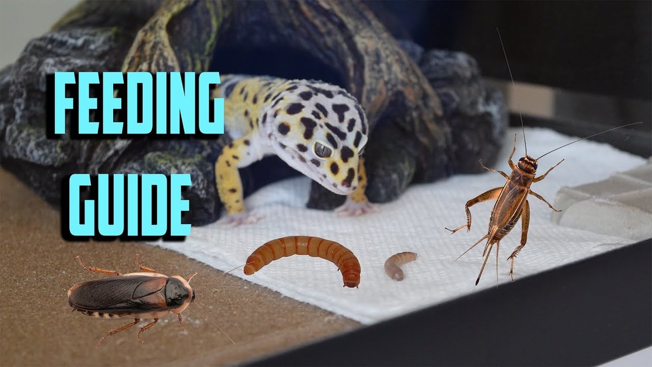 What to FEED your LEOPARD GECKO? Gecko feeding guide!