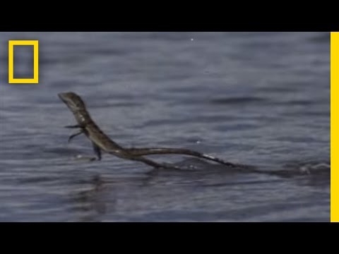 Jesus Christ Lizard | National Geographic