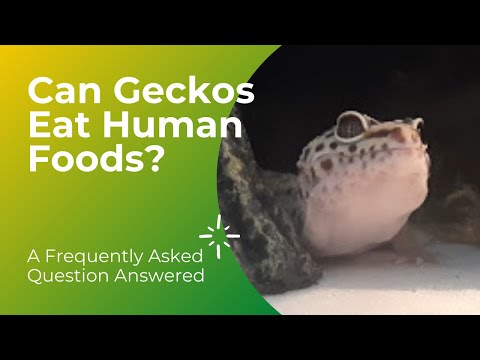 Can Leopard Geckos Eat Human Foods? 🦎 🍉