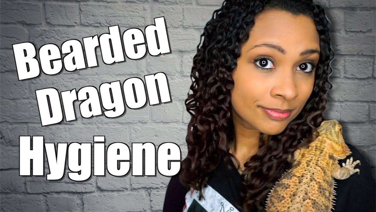 Bearded Dragon Hygiene