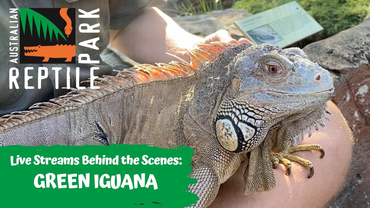 LIVE: FEEDING A GREEN IGUANA | AUSTRALIAN REPTILE PARK