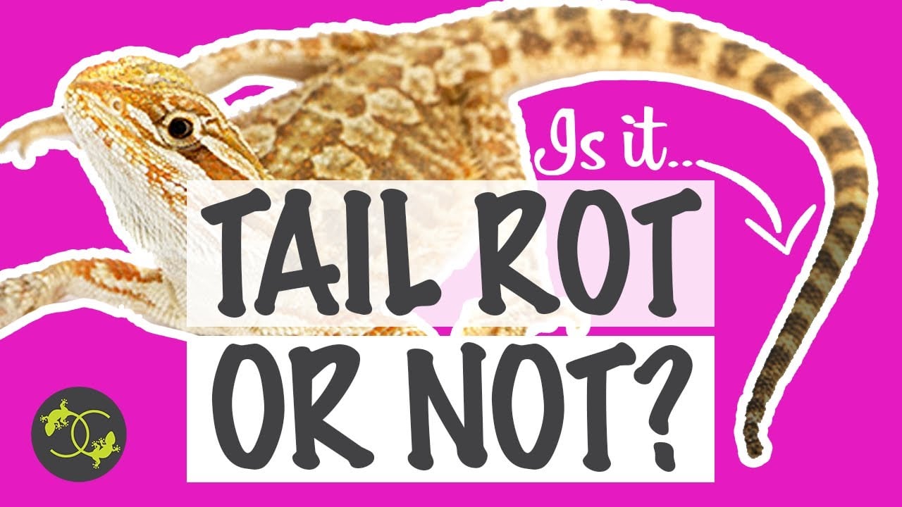 How to treat Tail rot in Bearded Dragons? - Does my Beardie have tail rot? - Cookies Critters