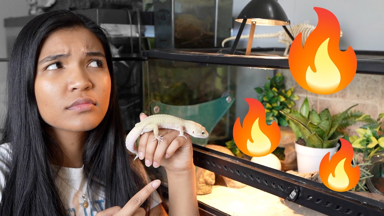 Using a HEAT BULB for my LEOPARD GECKO?! (halogen + deep heat projectors)