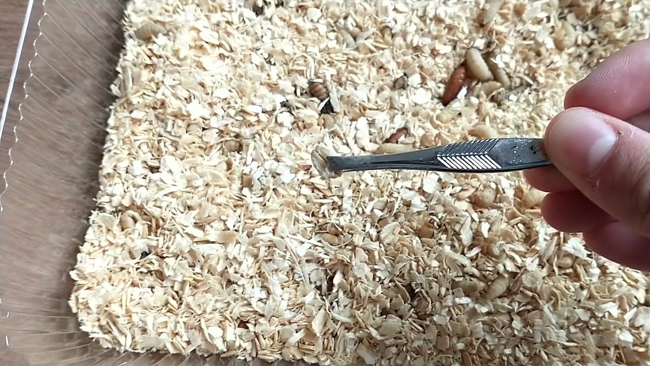 Easy Waxworm Care Guide