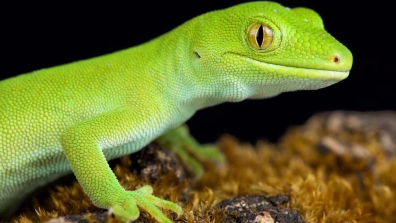 How many babies do Geckos have? What is the lifespan of a Gecko? How fast is a Gecko?