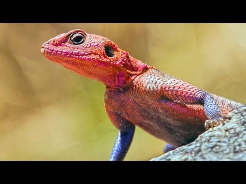 African Redhead Agama (Rainbow Lizard)
