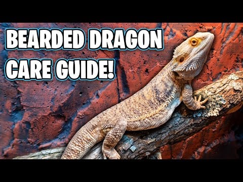 Bearded Dragon Care Guide - Beginners Guide