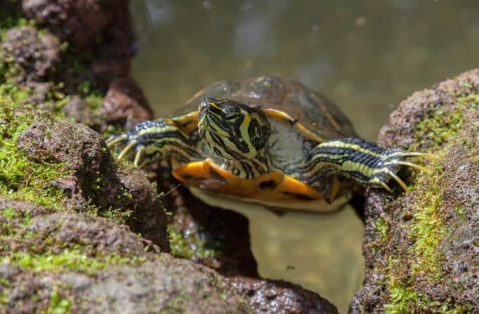 Yellow Bellied Slider 101 Care Diet Tank Setup And More 