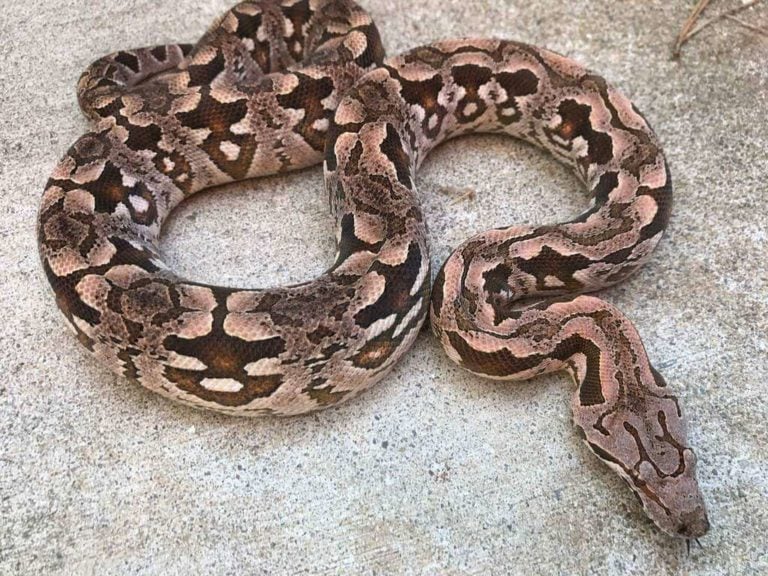 An adult Dumeril's boa (Acrantophis dumerili) showing the characteristic mottled brown, grey and peach patterning