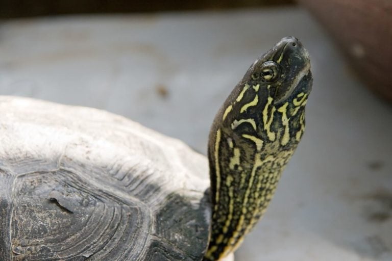 A pet Reeve's turtle (Mauremys reevesii) basking under a lamp showing the characteristic three-keeled carapace