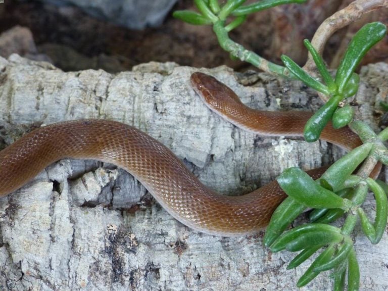 An African house snake (Boaedon fuliginosus) basking on a rock — the warm brown colouration is typical of this sub-Saharan African species