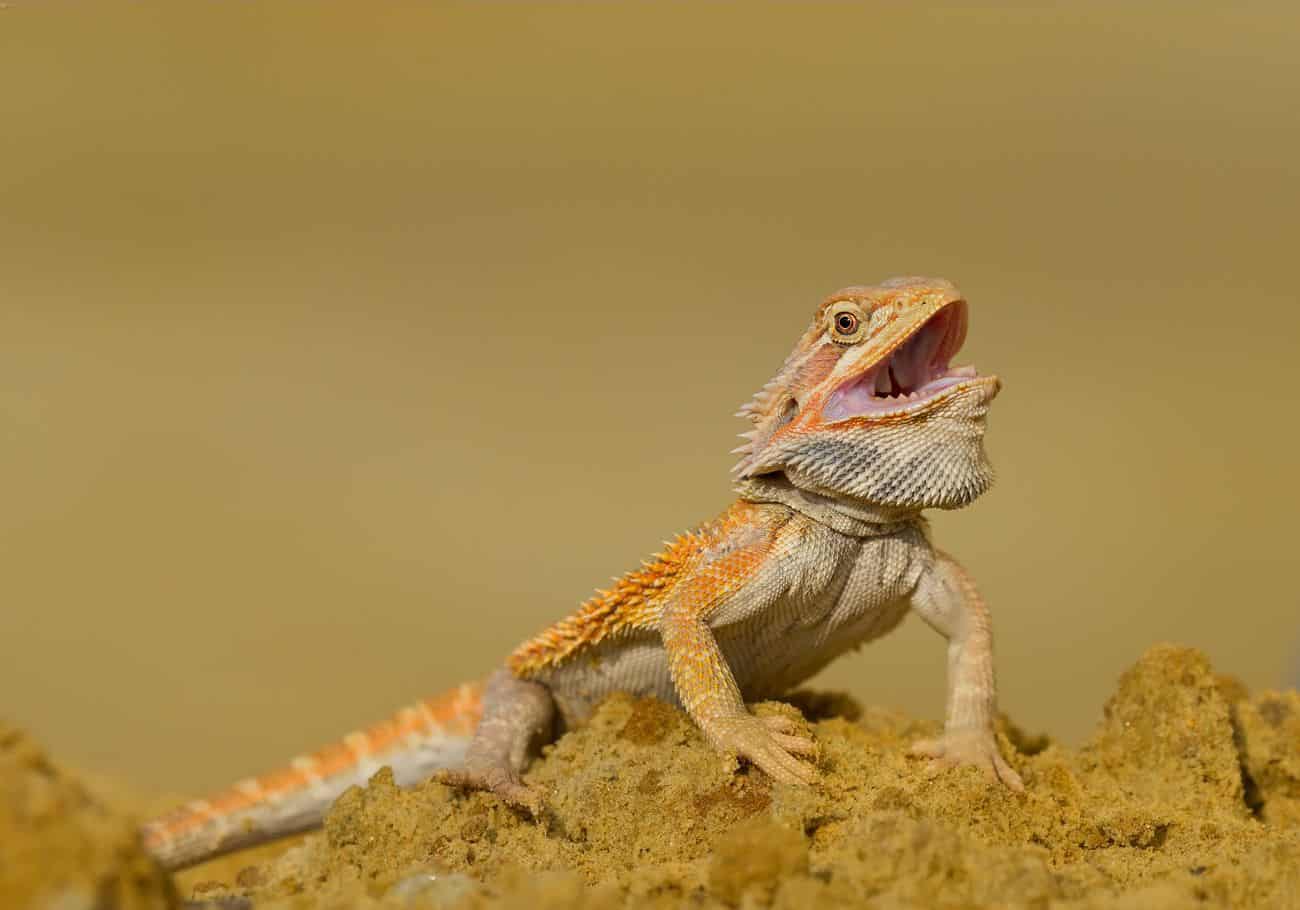 How To Open A Bearded Dragons Mouth? - ReptileStartUp.com