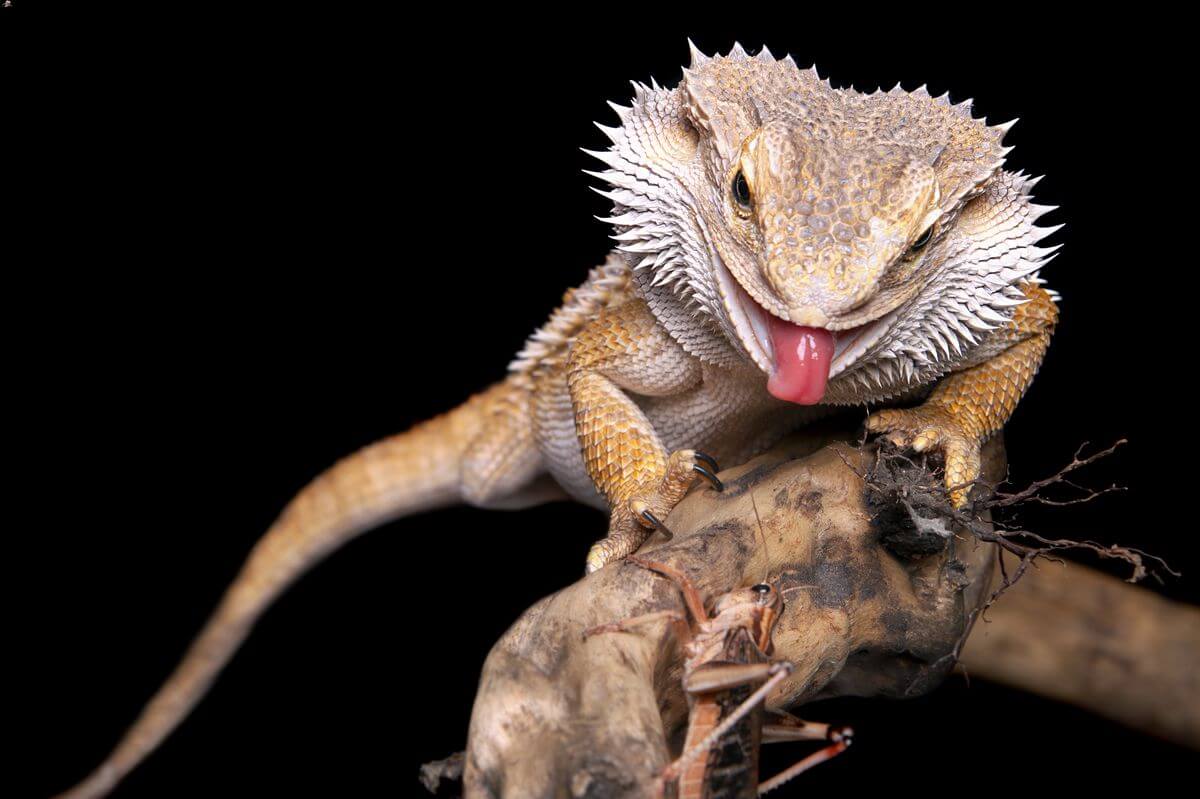 A bearded dragon eating an insect feeder — diet is one of the biggest factors affecting poop colour, consistency and frequency. Tracking what your dragon eats alongside its poop schedule makes it much easier to identify problems early