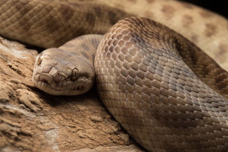 A Children's python (Antaresia childreni) coiled up — one of Australia's smallest python species and an excellent beginner snake