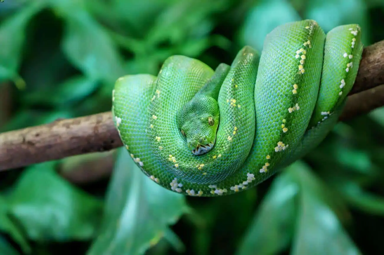 8 Small and Easy Pet Snakes for Beginners - PetHelpful
