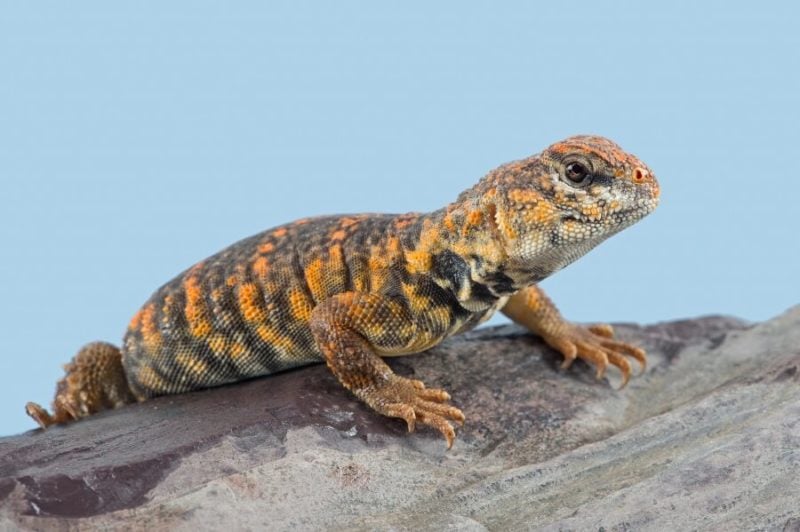 25 Best Pet Lizards You Need To See (Beginner-Friendly)