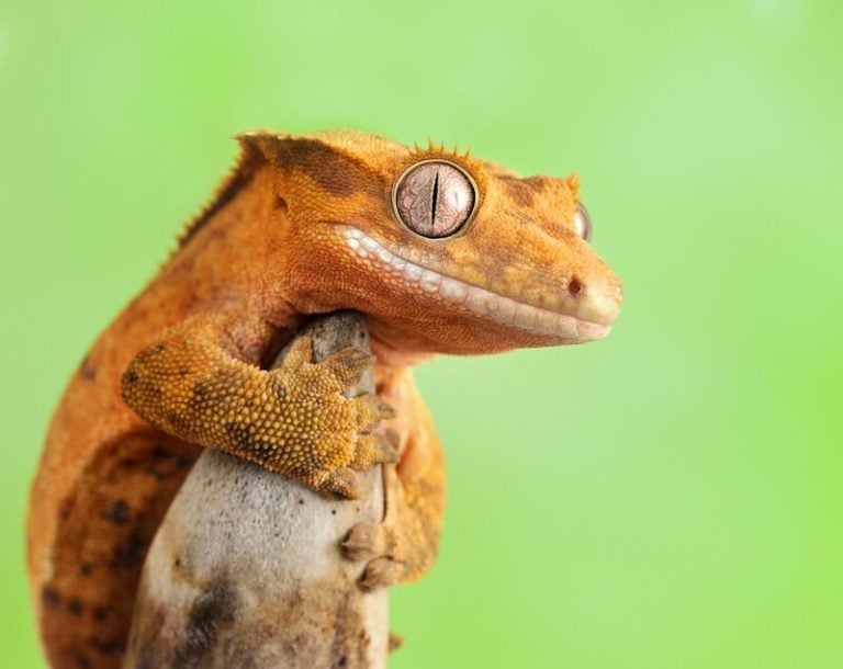 Crested gecko climbing on a branch — one of the most popular pet gecko species for beginners and experienced keepers