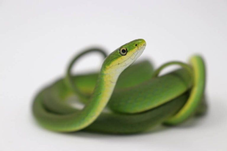 A rough green snake (Opheodrys aestivus) inside its enclosure — dense planting and climbing surfaces are essential for this arboreal species