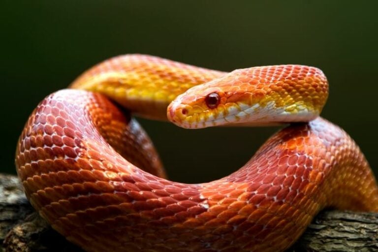 A corn snake (Pantherophis guttatus) coiled on a branch showing its characteristic reddish-brown and orange patterning