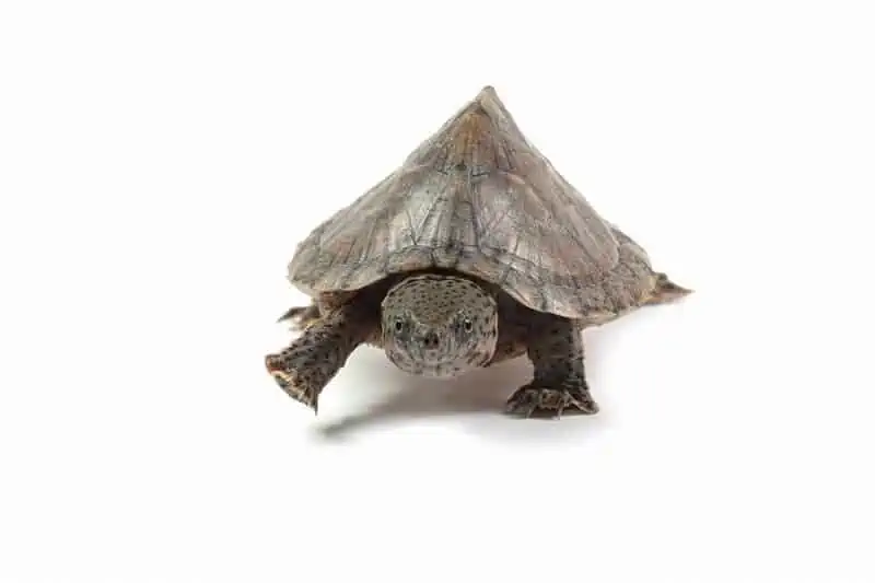 Pet Turtles That Stay Small and Look Cute Forever