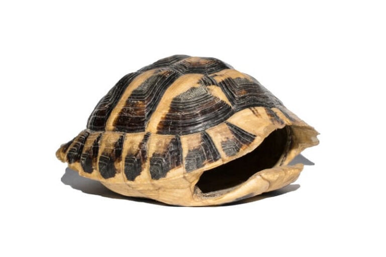 A turtle that appears to be without its shell