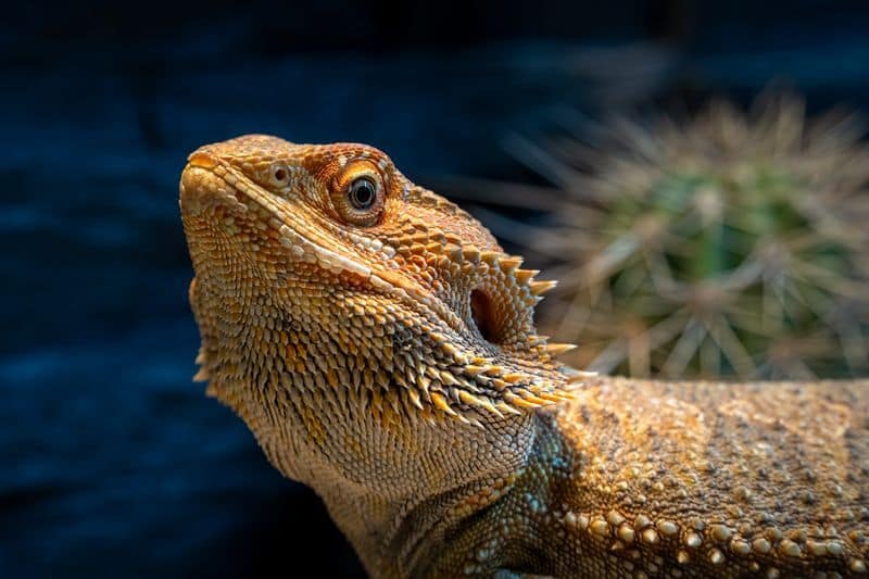 Bearded Dragon With Sunken Eyes: All Causes & Treatments