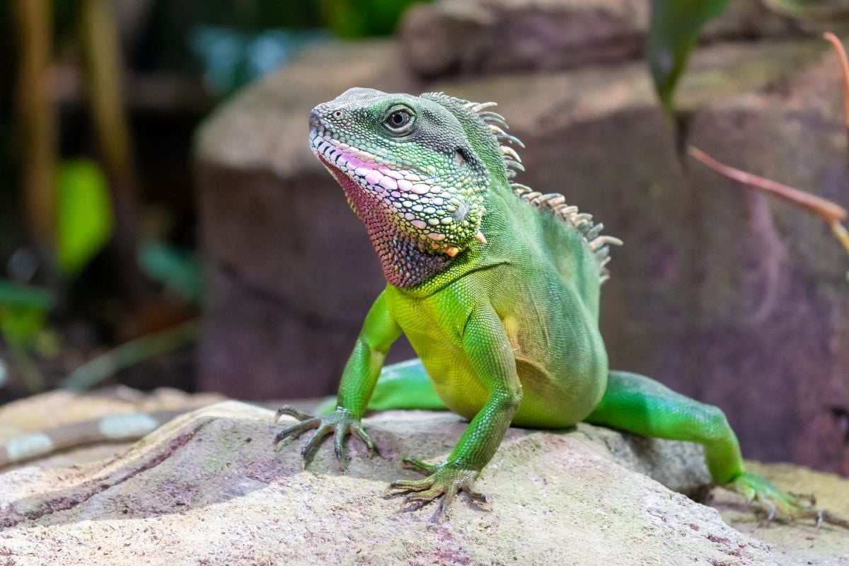 A Chinese water dragon in a naturalistic enclosure setup with live plants and climbing branches