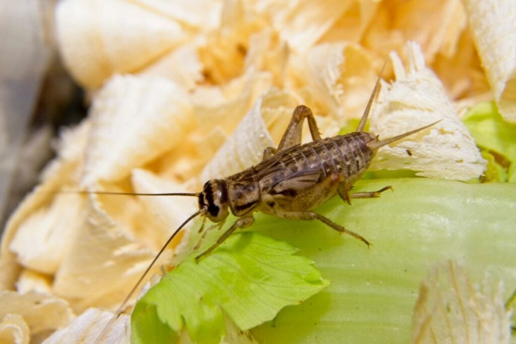 Visual Reference: Cricket Care Sheet Housing Feeding Gut Loading