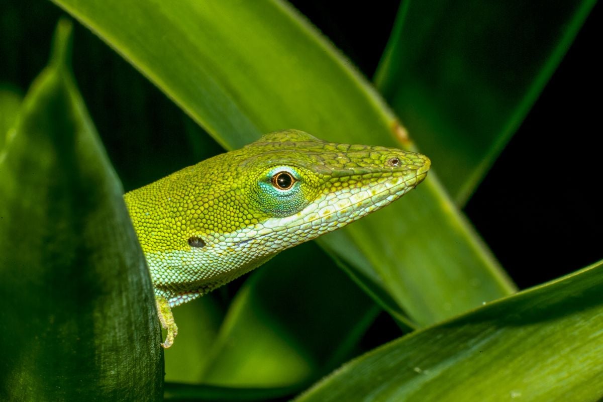 A well-set-up green anole enclosure with live plants, climbing branches, and a basking zone near the top of the vertical tank