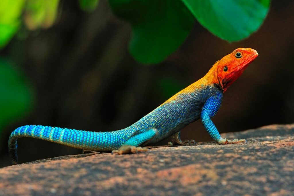Red-Headed-Agama
