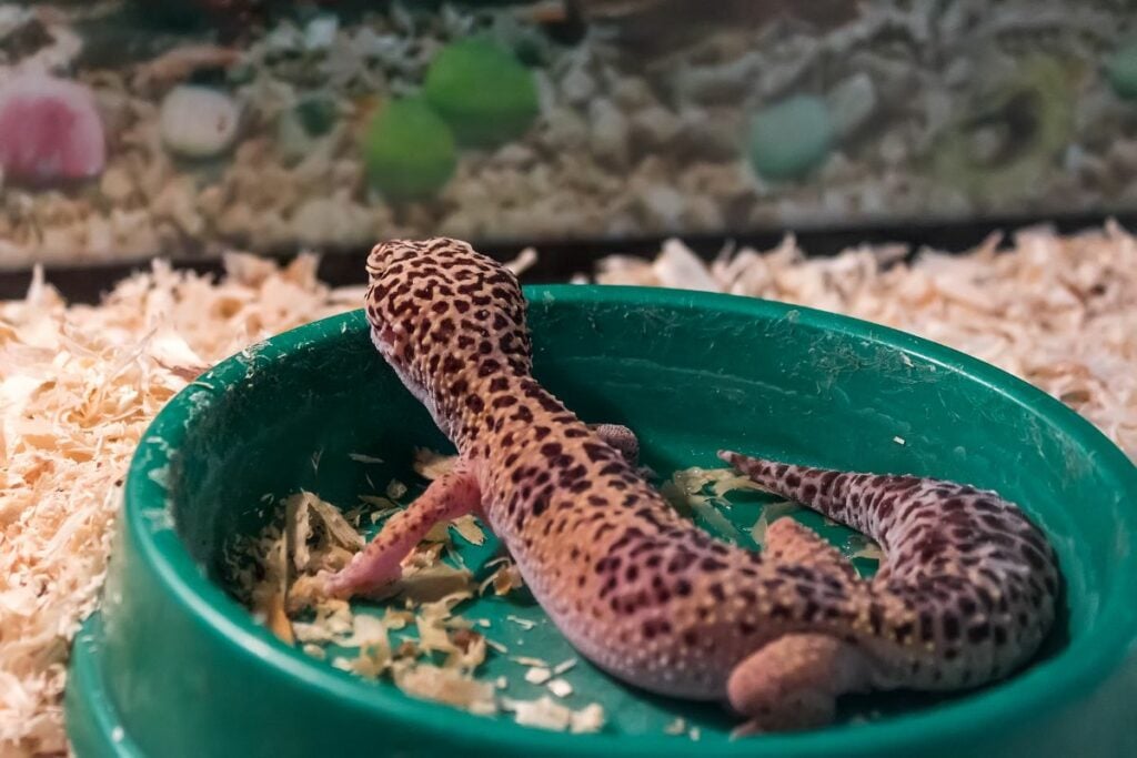Signs To Look Out For When A Leopard Gecko Is Not Eating