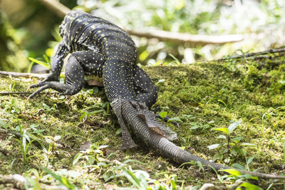 A tegu lizard mid-shed showing the patchy skin peeling typical of most lizard species — shedding in pieces rather than one complete skin is entirely normal