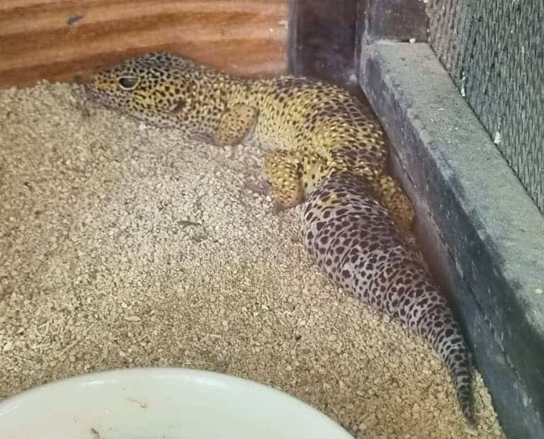 Geek — James Kenneth's leopard gecko, a well-tamed adult that is relaxed and comfortable with handling