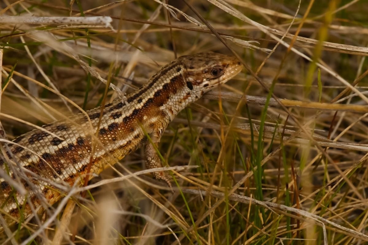 Lizard eggs in incubation substrate — incubation time varies significantly by species, typically ranging from 40 days to over 150 days