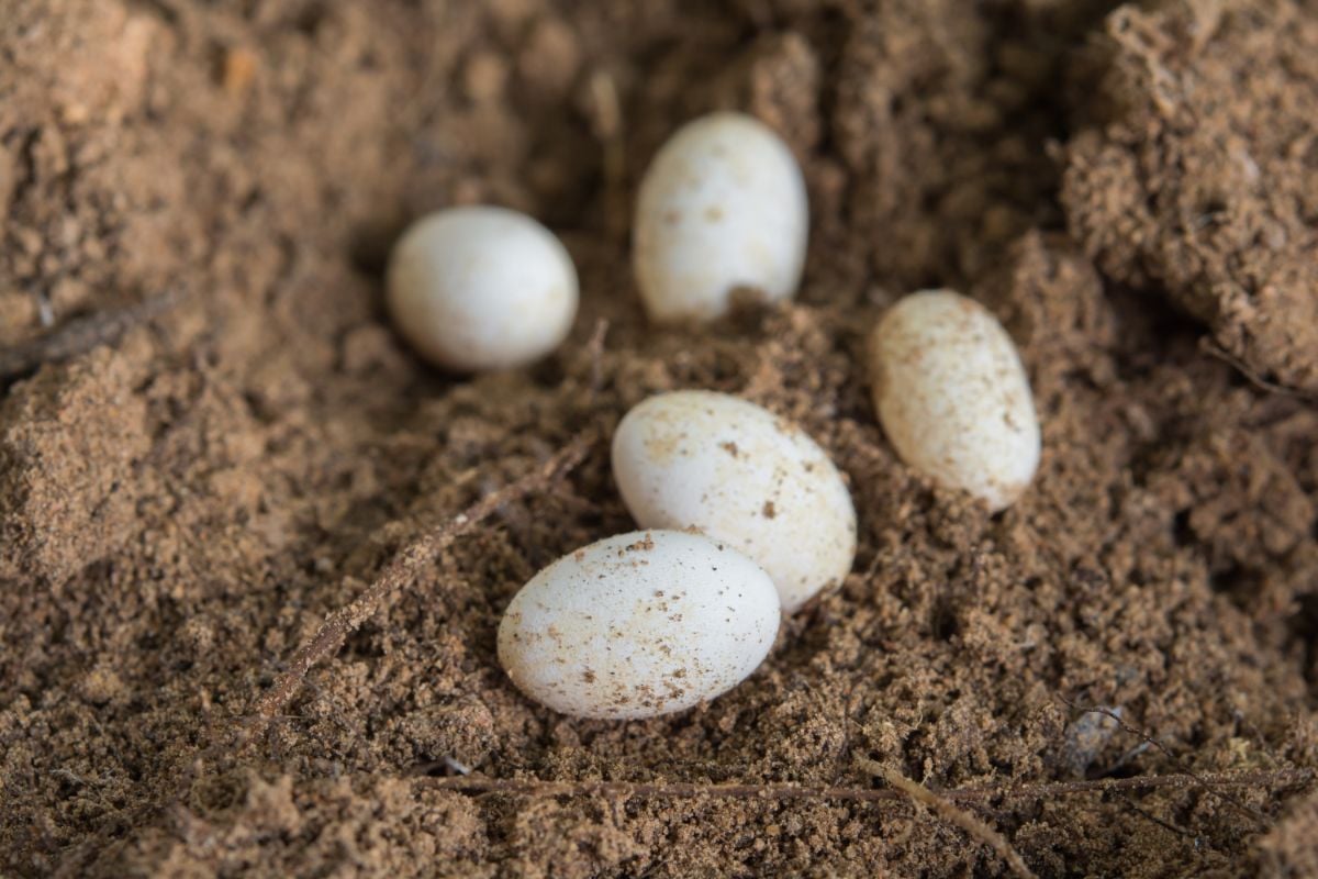 How to care for lizard eggs — incubation setup with eggs in substrate