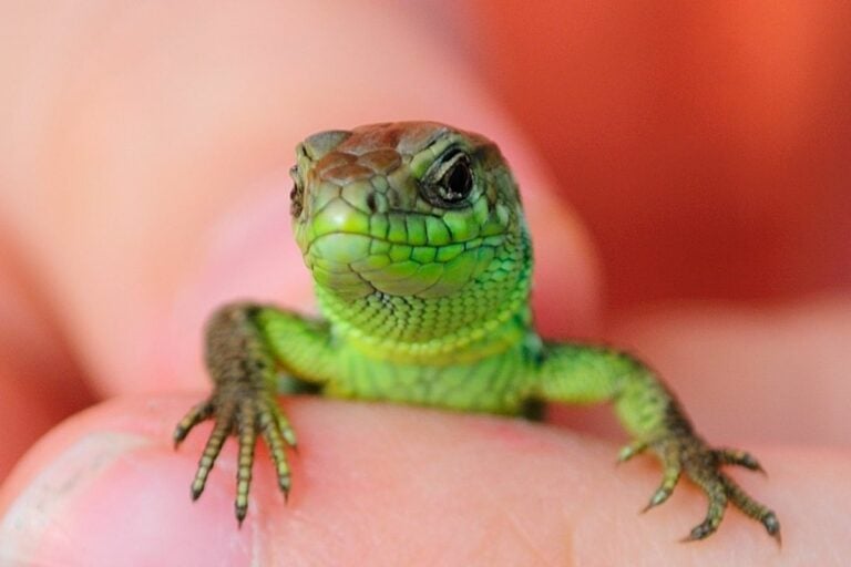 What Sound Does A Lizard Make