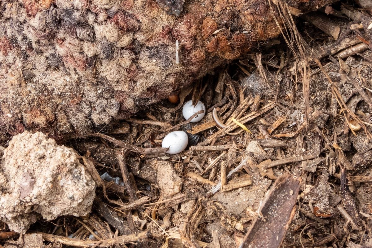 Lizard eggs during incubation — fertile eggs remain white and firm, gradually becoming dimpled near hatching time