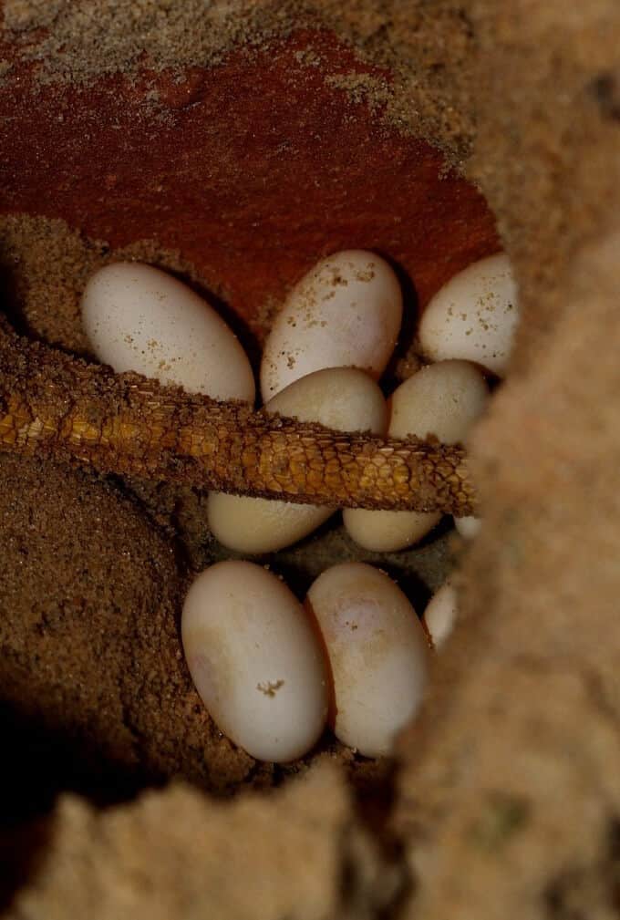 Bearded dragon eggs laid in substrate before being transferred to incubation containers — each egg must be marked with a pencil dot before moving