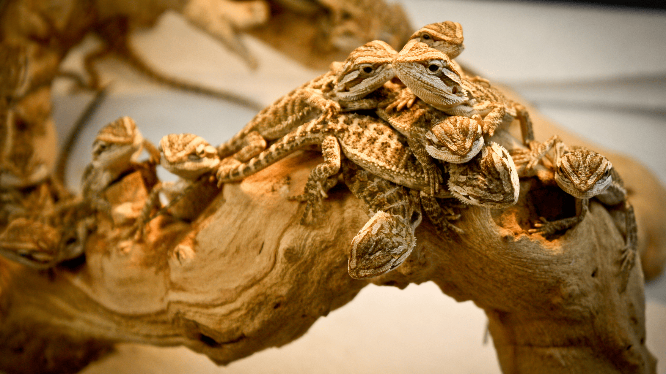 Reptile hatchlings after emerging from their eggs — leave hatchlings in the incubation container for 12–24 hours before transferring them to a prepared nursery enclosure