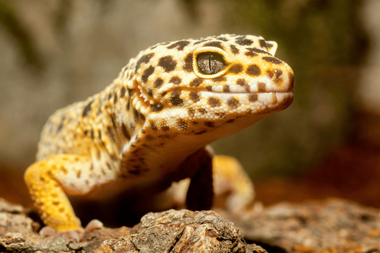 A leopard gecko on a rock — leopard geckos are one of the most cost-effective reptile pets when you factor in their 15–20 year lifespan and low monthly maintenance costs