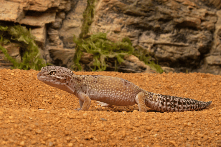A leopard gecko on a rocky desert substrate — in the wild, leopard geckos evolved as crepuscular animals to avoid the intense midday heat of their South Asian desert habitat