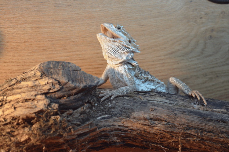 Bearded dragon on a log — climbing accessories like bridges and logs add enrichment and natural behaviour opportunities