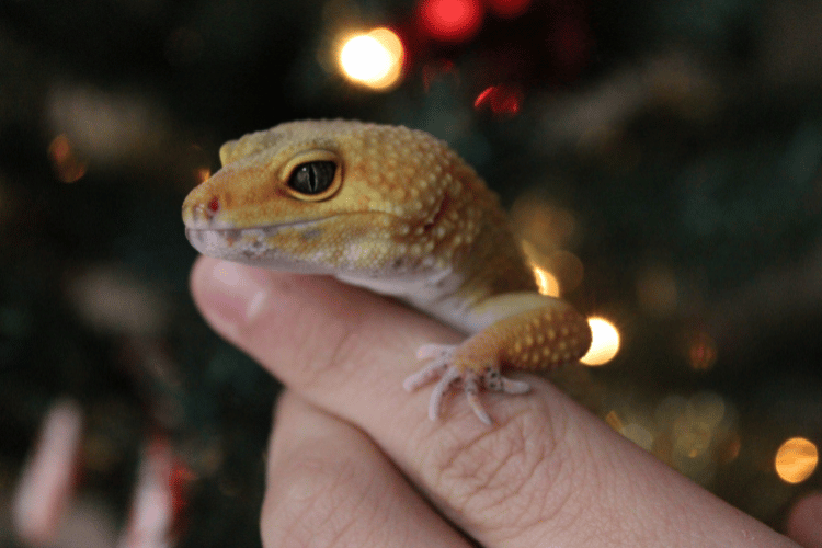 Close up of a person holding a leopard gecko — showing relaxed body posture